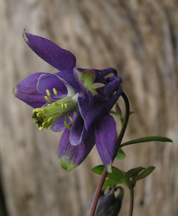 aquilegia vulgaris e Aquilegia atrata